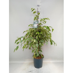Ficus benja. 'Golden King'