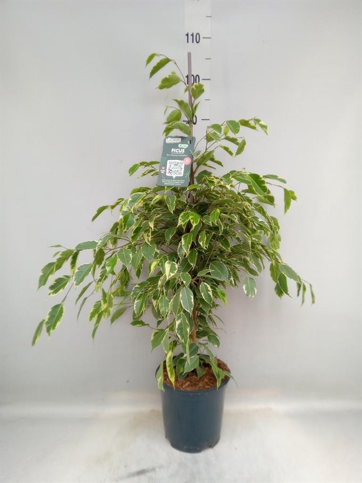 <h4>Ficus benja. 'Golden King'</h4>