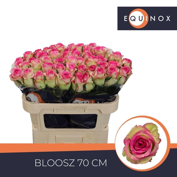 <h4>Rosa a grande fleur Bloosz</h4>