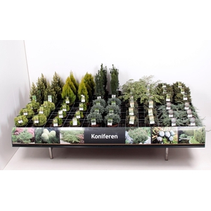 Coniferen en Heester