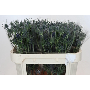 Eryngium Blue Dynamite