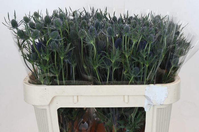 <h4>Eryngium Blue Dynamite</h4>