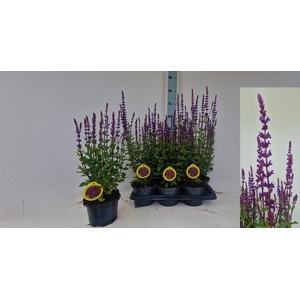 SALVIA NEMOROSA