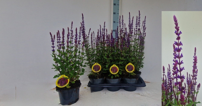 <h4>SALVIA NEMOROSA</h4>