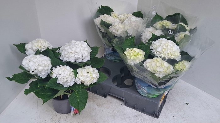 <h4>HYDR M SCHNEEBALL</h4>