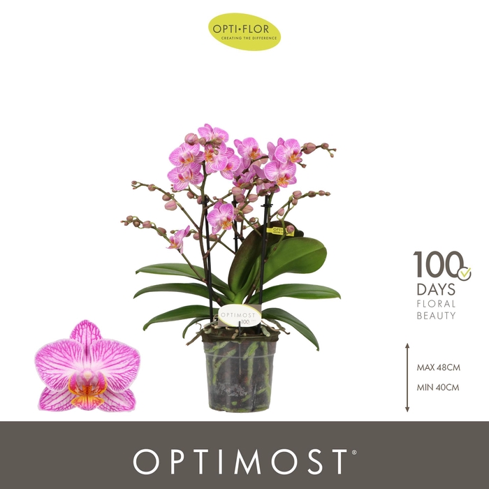 <h4>Optimost Honeybee 3 spike</h4>