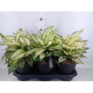 Aglaonema  'White Kiwi'