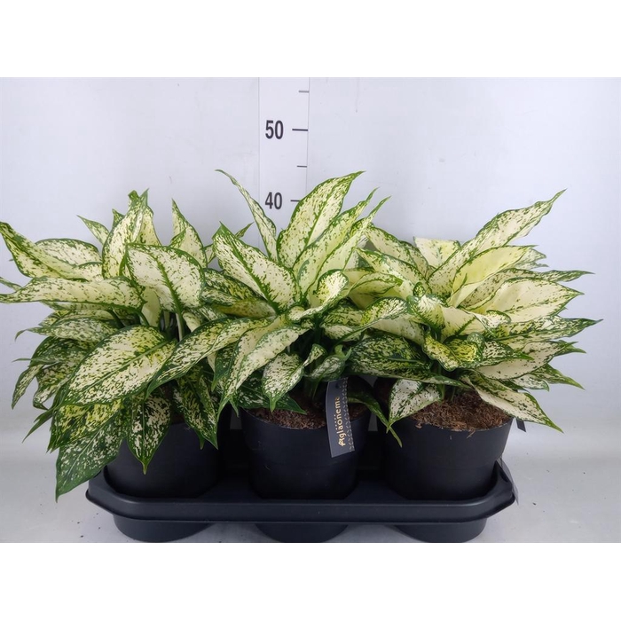 <h4>Aglaonema  'White Kiwi'</h4>