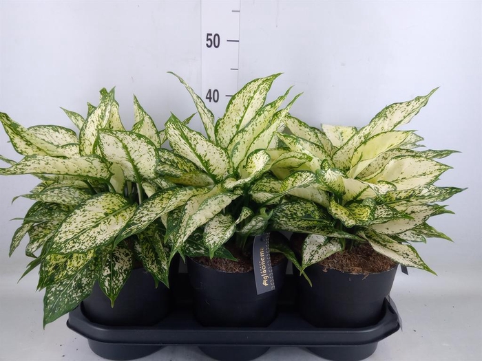 <h4>Aglaonema 'White Kiwi'</h4>
