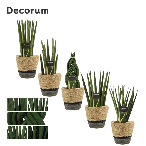 <h4>Sansevieria Cylindrica 12 cm mix in Hanoi mand grijs (Deco-col.)</h4>