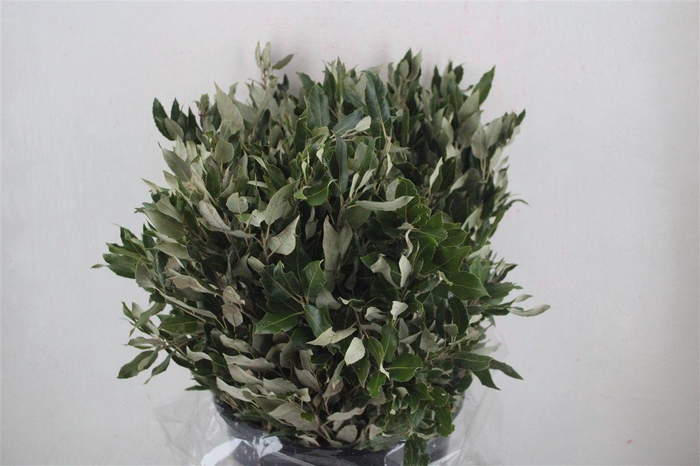 <h4>Oak Holm P/b</h4>