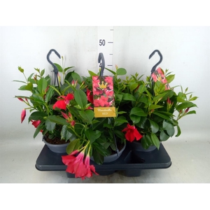 Mandevilla am. 'Sundav Red'