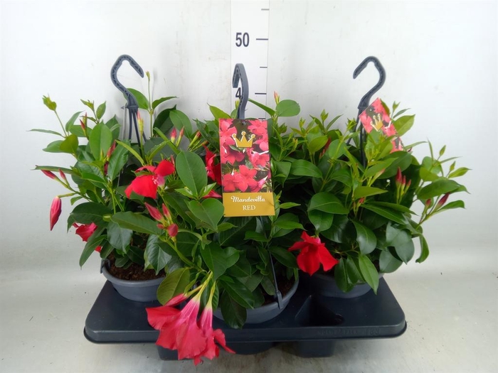 <h4>Mandevilla am. 'Sundav Red'</h4>