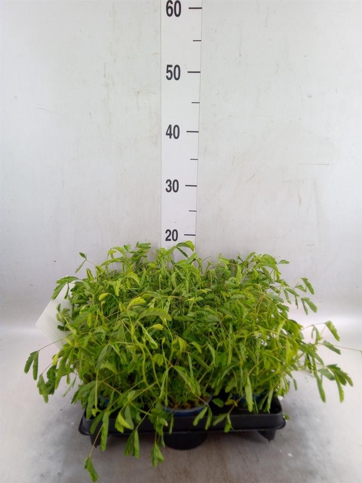 <h4>Mimosa pudica</h4>