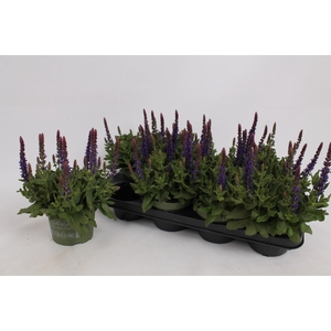 SALVIA NE SE DP BLUE