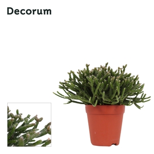 Rhipsalis Burchellii 9 cm Decorum