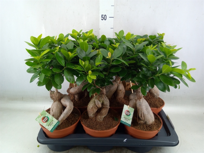 <h4>Ficus microcarpa 'Ginseng'</h4>
