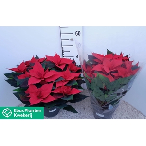 EUPHOR P GRAN ITALIA