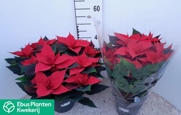 <h4>EUPHOR P GRAN ITALIA</h4>