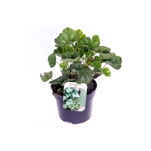 Heuchera amer. Dale's Strain