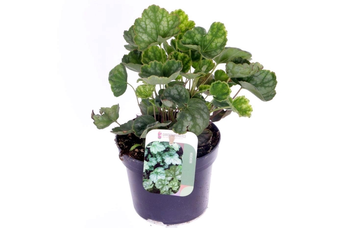 <h4>Heuchera amer. Dale's Strain</h4>
