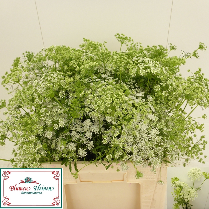 <h4>AMMI MAJUS</h4>