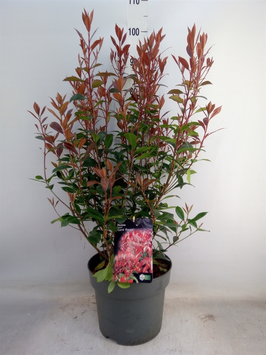 <h4>Photinia fraseri</h4>