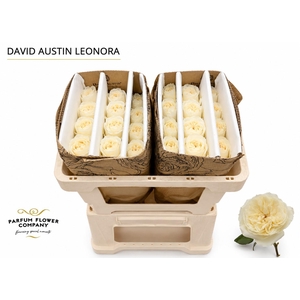 Rosa David Austin Leonora