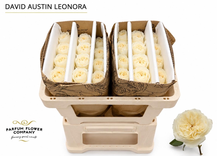 <h4>Rosa David Austin Leonora</h4>