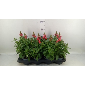 Antirrhinum majus   ...