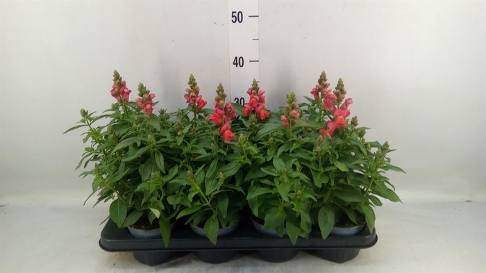 <h4>Antirrhinum majus   ...</h4>