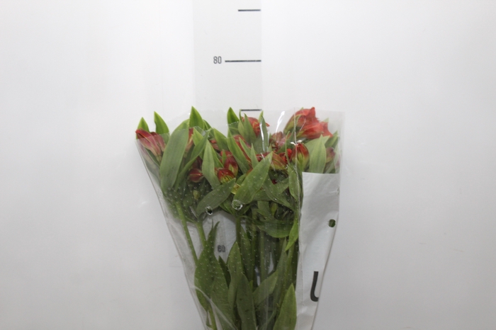 <h4>ALSTROEMERIA CINNAMON 080 CM</h4>