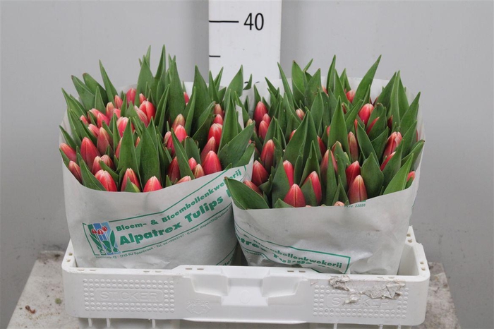 <h4>Tu En Time Out</h4>