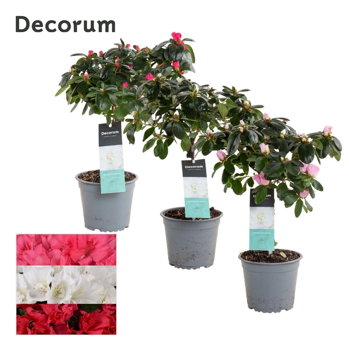 <h4>Azalea 13 cm stam mix - Decorum</h4>