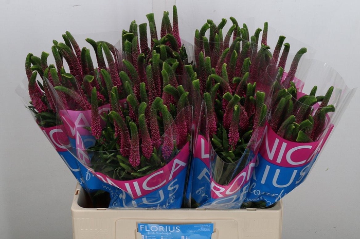 <h4>Veron Smart Iselle</h4>