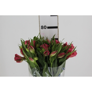 ALSTROEMERIA ALYNA 080 CM