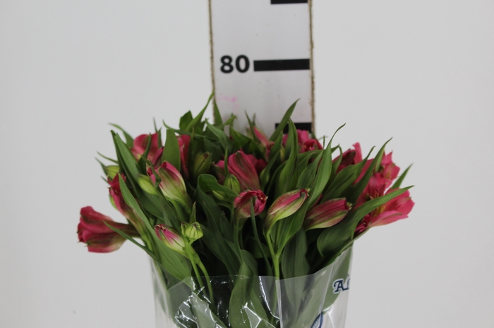 ALSTROEMERIA ALYNA 080 CM