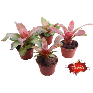 Neorgelia mix 15cm