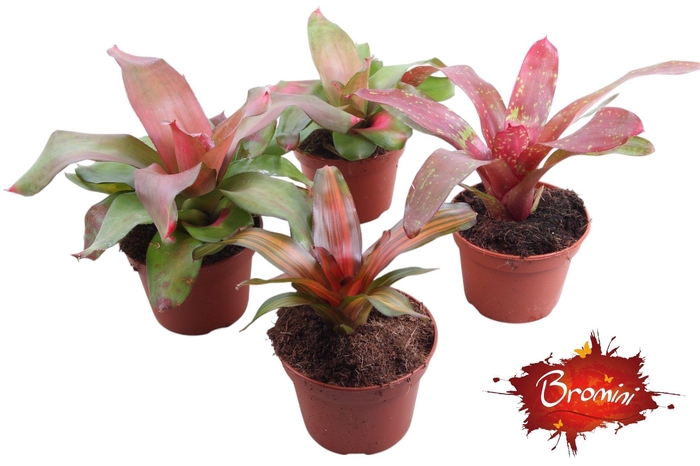 <h4>Neorgelia mix 15cm</h4>