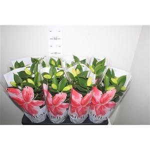 Lil Or Souvenir 3 Per Pot