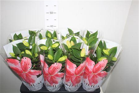 <h4>Lil Or Souvenir 3 Per Pot</h4>
