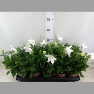 Platycodon grand. 'Astra White'