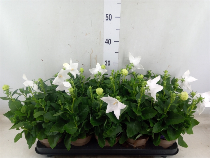 <h4>Platycodon grand. 'Astra White'</h4>