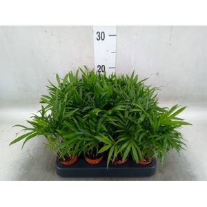 Chamaedorea elegans