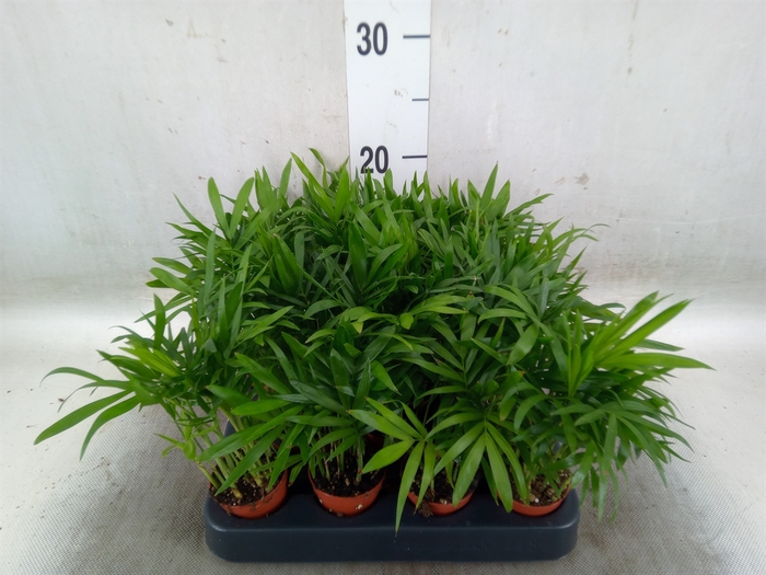 <h4>Chamaedorea elegans</h4>