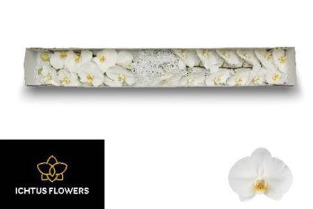 <h4>Phal Kobe X25</h4>