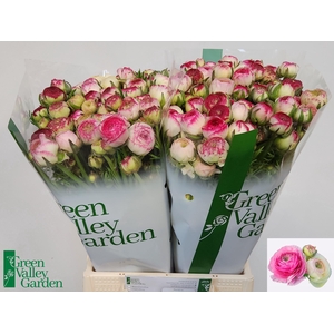 RAN EL WHITE SFUMATO