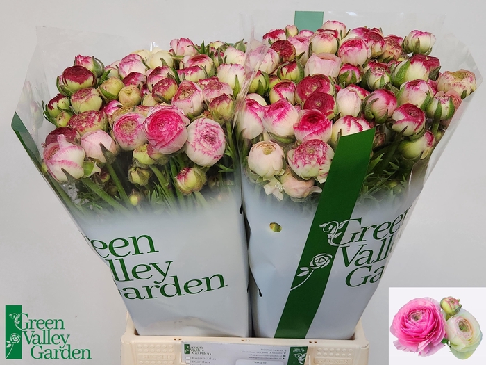 <h4>RAN EL WHITE SFUMATO</h4>