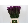Liatris Callilepis Forest Lodge