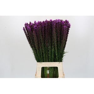 Liatris Callilepis Forest Lodge